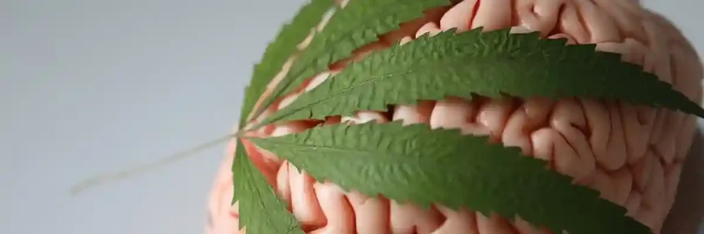 Cannabis omkring en hjernen
