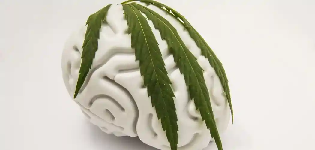 CBD og hjernen: Kan CBD olie beskytte hjernen mod skader og sygdomme?
