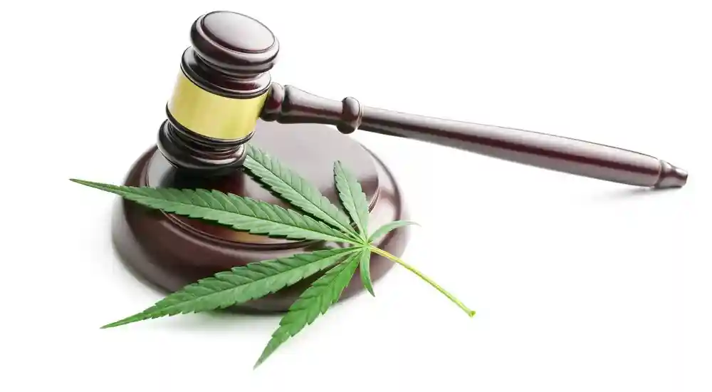 Er CBD lovligt? Og hvordan ved jeg, at min CBD olie er lovlig?