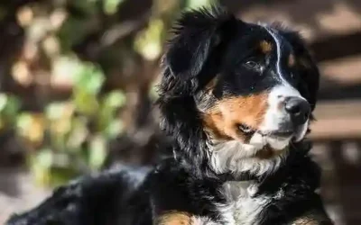 CBD olie til hunde