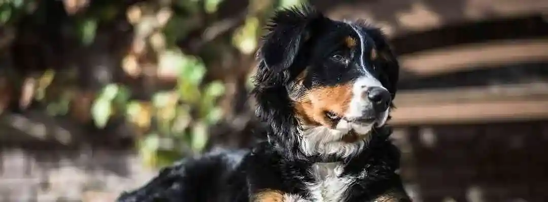 CBD olie til hunde
