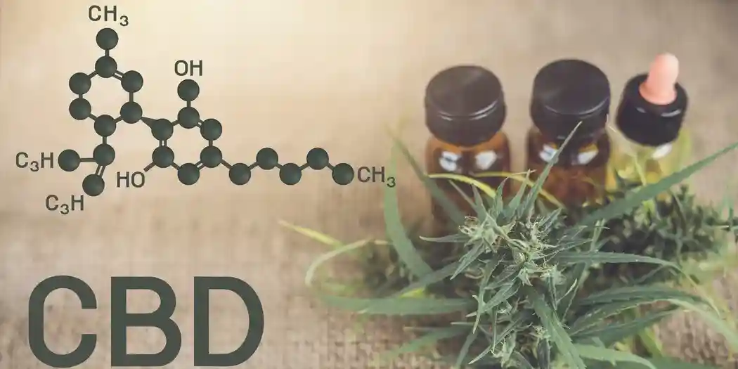 CBD olie og cannabis generelt
