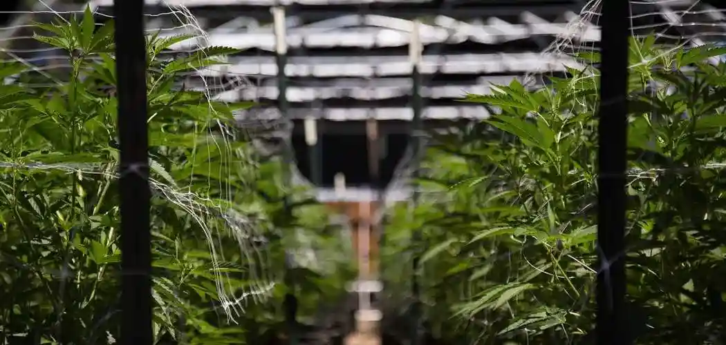 Hvad er forskellen på medicinsk cannabis og CBD olie?